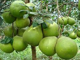 Bưởi năm roi